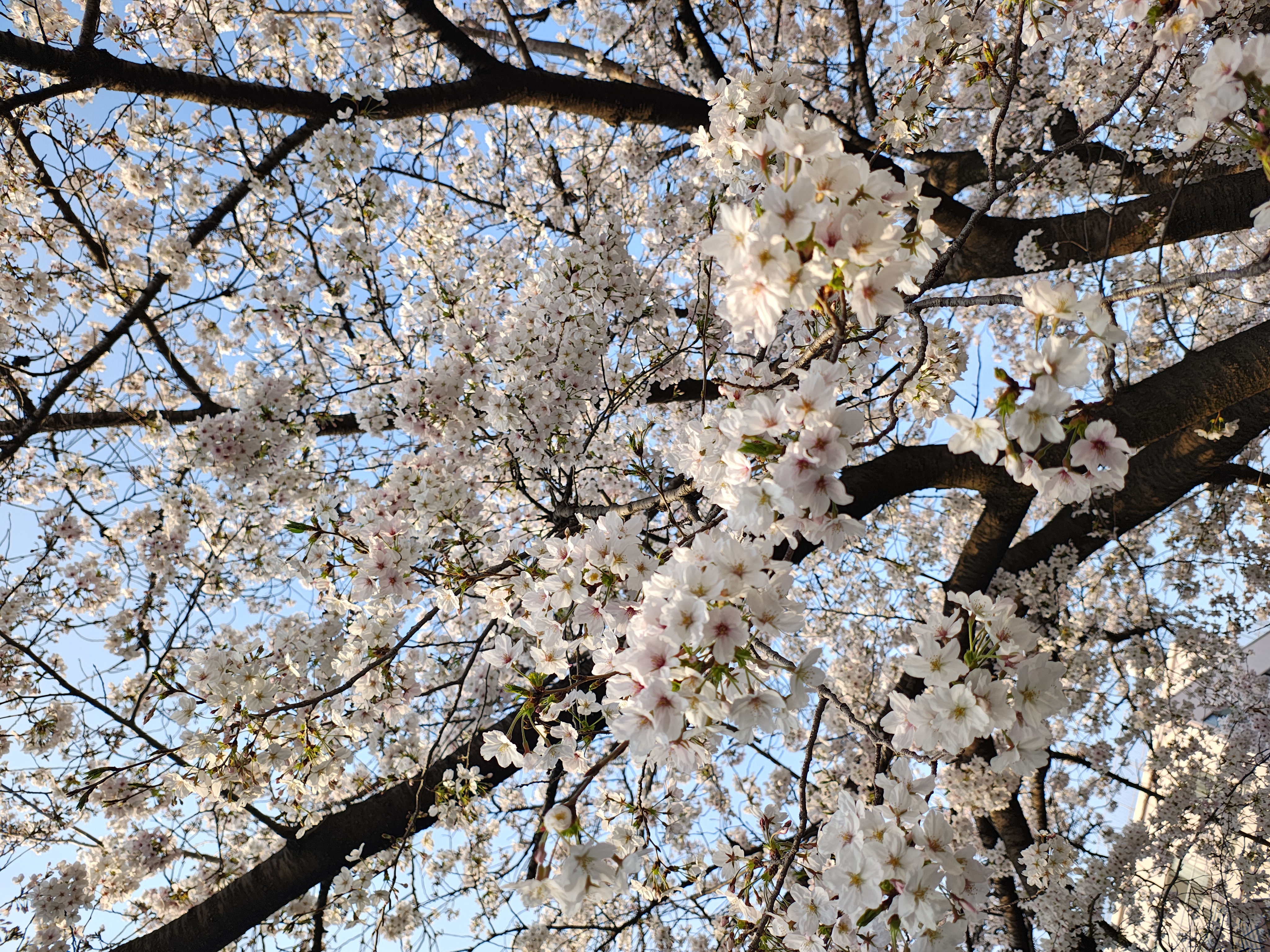 ヒルズの緑化整備